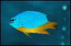 Saltwater - Austin Aquariums
