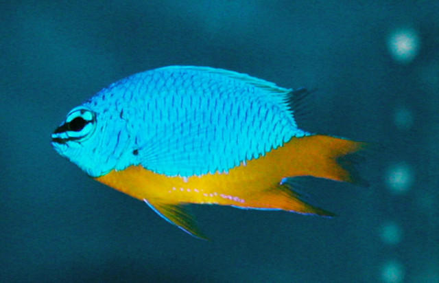 Saltwater - Austin Aquariums