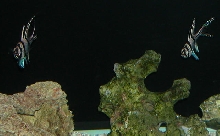 Saltwater Photos