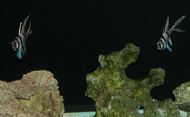 Saltwater Photos