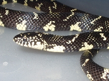 eastern/speckled intergrade