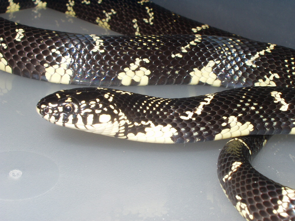 eastern/speckled intergrade