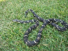 eastern/speckled intergrade