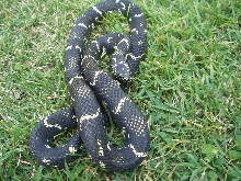 eastern/speckled intergrade