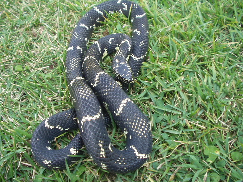 eastern/speckled intergrade