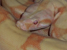 Coral Albino