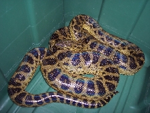 Yellow Anaconda