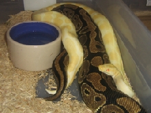 albino breeding w/ norm. female