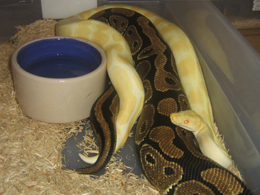 albino breeding w/ norm. female