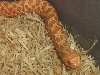 close up albino hognose