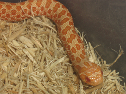 close up albino hognose