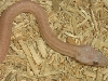 close up hypo stripe lavender