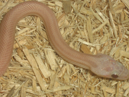 close up hypo stripe lavender