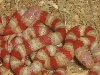 closeup albino ruthinae