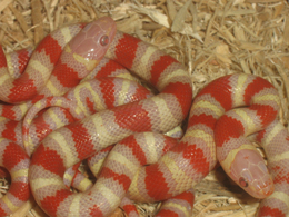 closeup albino ruthinae