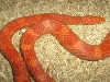 closeup sunglow