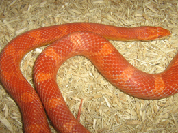 closeup sunglow