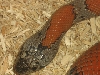 close female lajitas