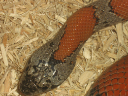 close female lajitas