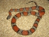 female lajitas