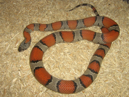 female lajitas