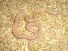 hypo striped lavender