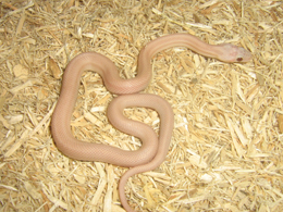 hypo striped lavender
