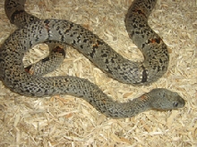 male lajitas