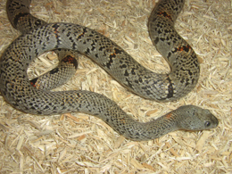 male lajitas