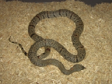 male lajitas