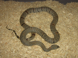male lajitas