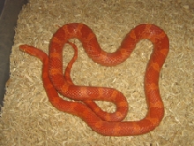male sunglow