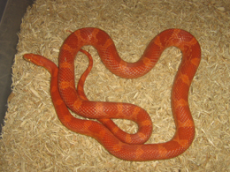 male sunglow