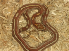 motley striped het for sulfur