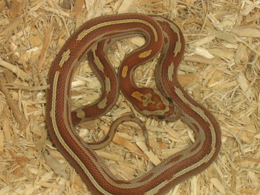 motley striped het for sulfur