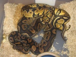 pastel breeding poss. het azanthic