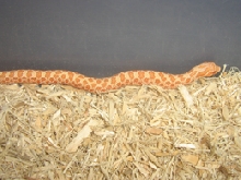 albino hognose