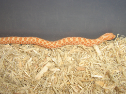 albino hognose