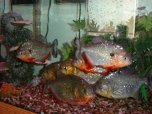 Piranha tank