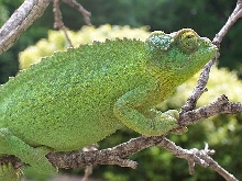 recent pic of my female jacksons 6/15 2 yrs old now