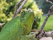 female chillen