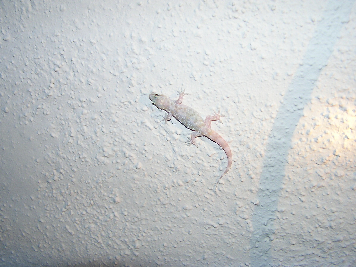 Mediterranean gecko in Tucson, Arizona