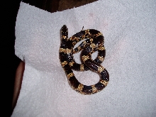 L. g. brooksi/goini hybrid