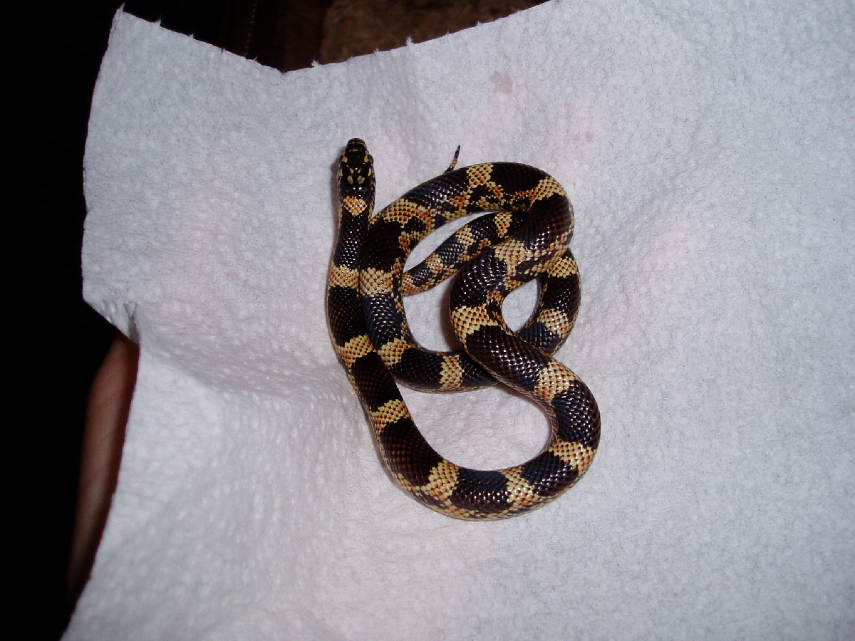 L. g. brooksi/goini hybrid