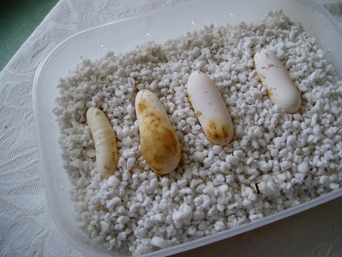 trinket snake eggs