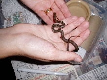 hatchling trinket snake
