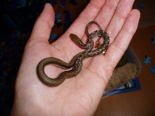 hatchling trinket snake