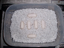 trinket snake eggs