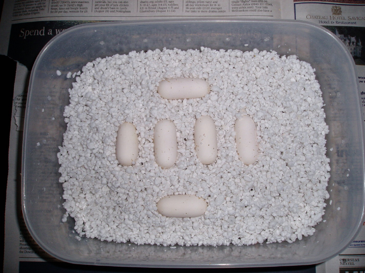 trinket snake eggs