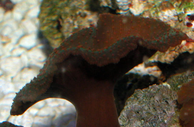 Saltwater - Austin Aquariums
